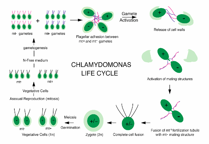 images of chlamydomonas